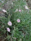 Convolvulus cantabrica